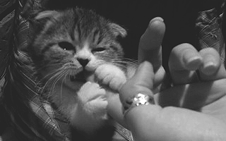 tumblr_n2y9rpNgp31racc9so1_400.gif