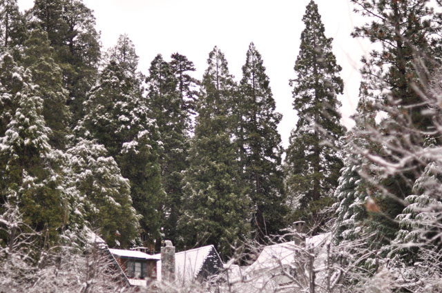 snowy rooftops and trees