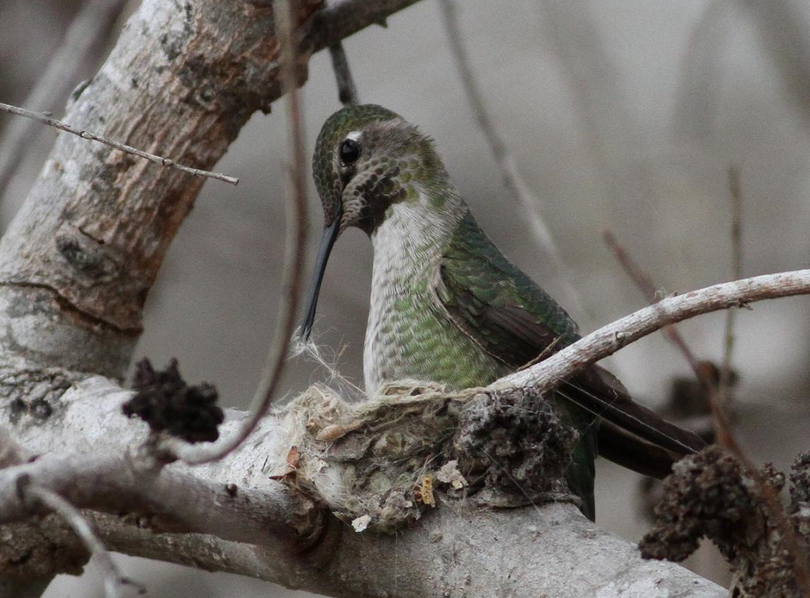 News - Lapso de tiempo: Nidos de colibríes en el edificio universitario estadounidense - The Weather Network