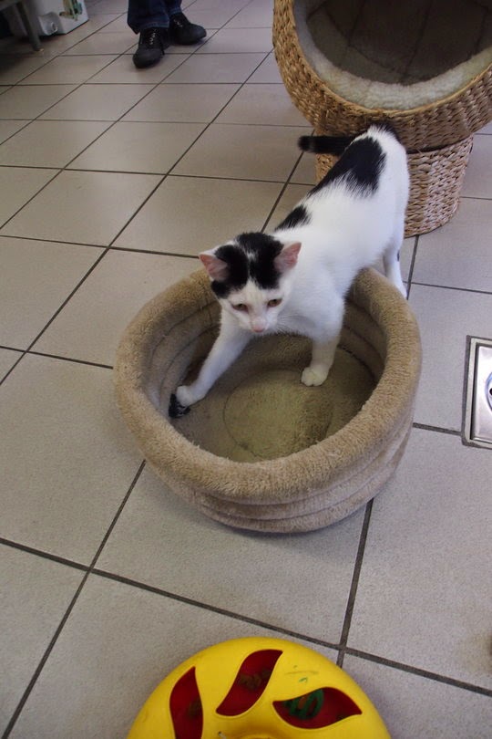 Cats from Amsterdam Traveling Cats Travel Pictures of