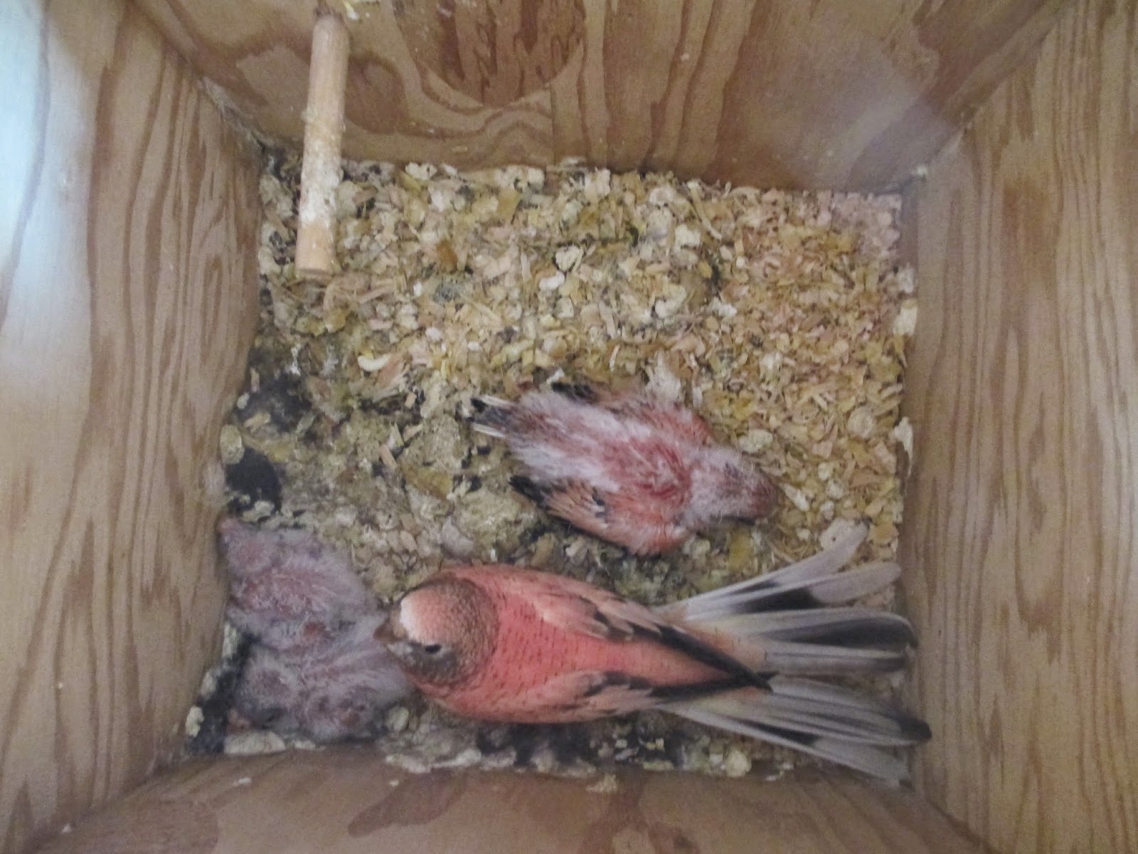 The Splendid Bourke Bird Blog: Hand Feeding Baby Rosy Bourke Parakeets
