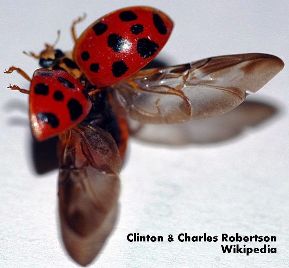 Roots 'n' Shoots: Ladybeetle (Ladybug or Ladybird ...