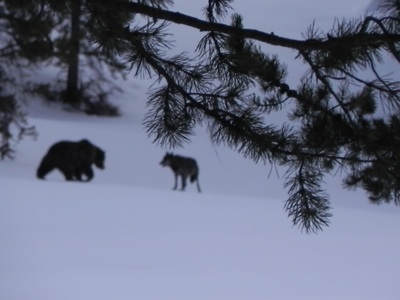 white wolf grizzly bear and wolf natural friends instead of enemies