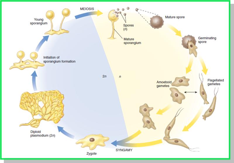 Taksonomi Dan Klasifikasi Makhluk Hidup Fungi