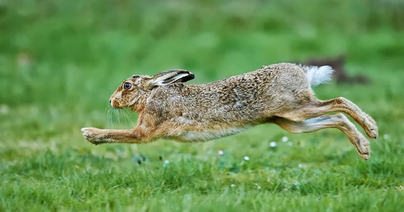 Wildlife Photographic Journals: Brown and Red