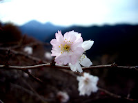 Winter cherry blossoms at Sakurayama park (Fujioka city, Gunma prefecture, Japan) on 02 December 2012. Photo by Sébastien Duval.