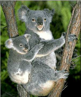 Koala | Animals Library