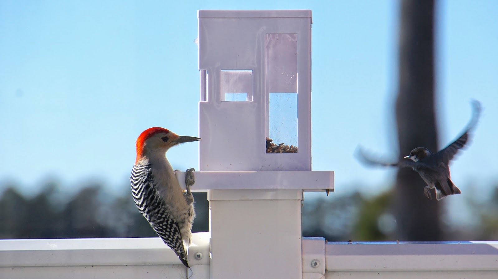 Food Fashion Home Modern Bird Feeder Update