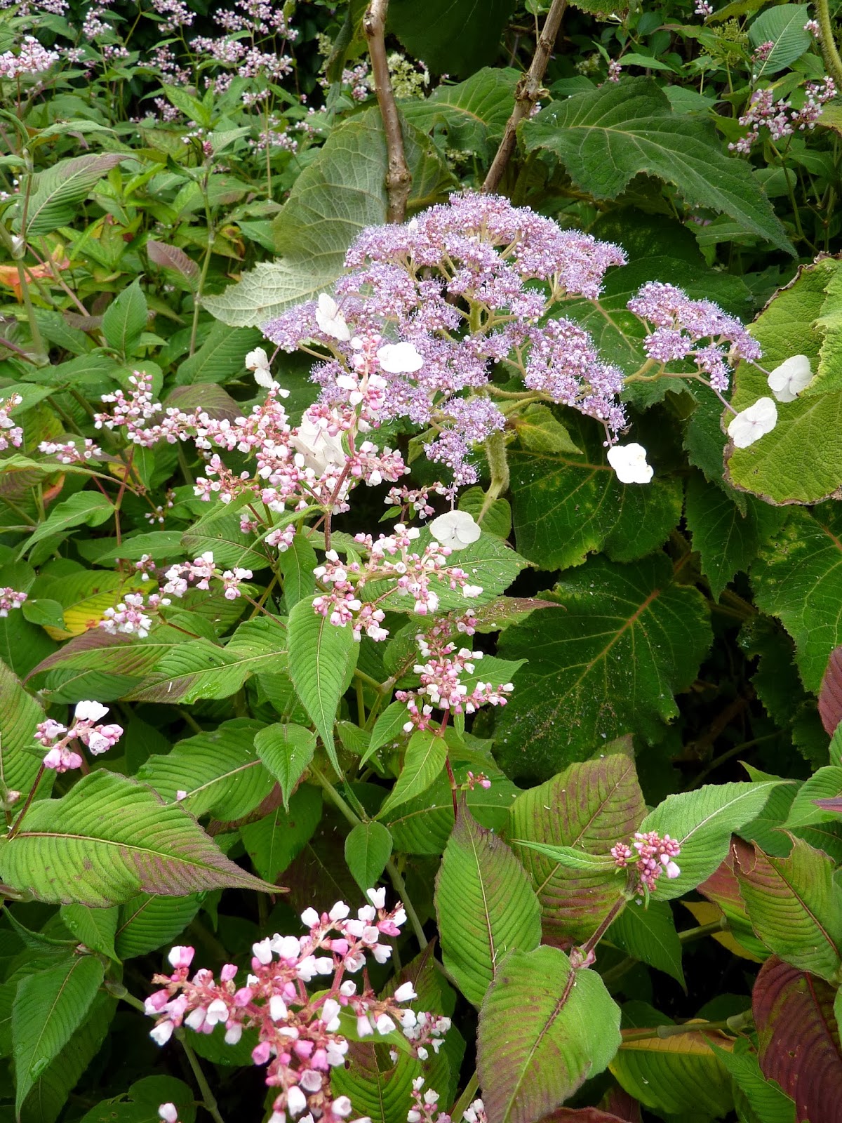 Border With Hydrangea Stock Photos Border With Hydrangea Stock