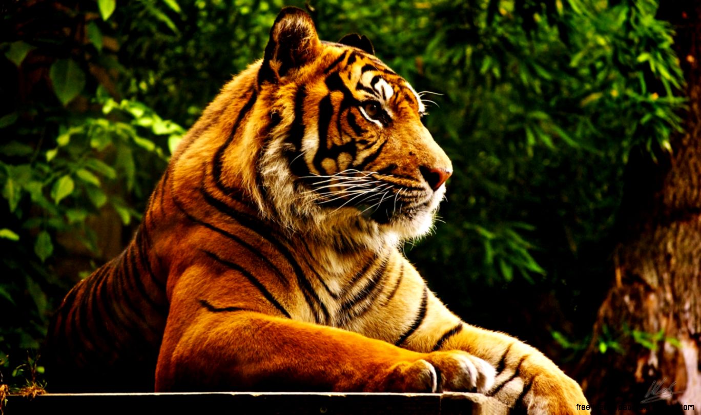 1440x900 Tiger desktop PC and Mac wallpaper 1440x900 Tiger desktop PC and Mac wallpaper
