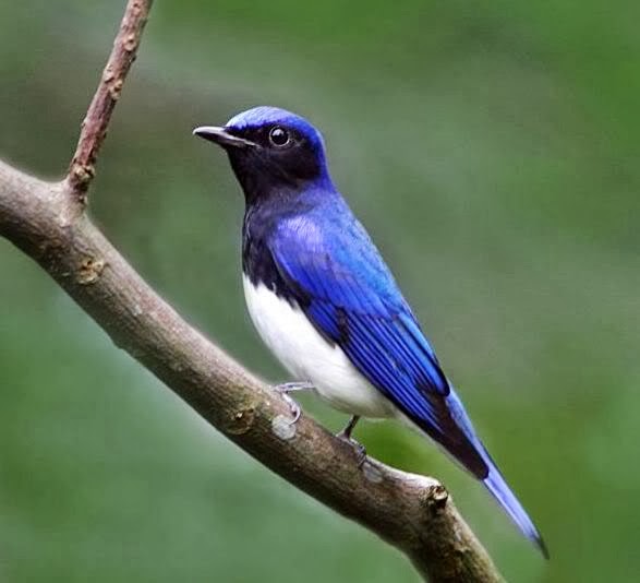 jenis burung manyar di indonesia jenis burung manyar di indonesia