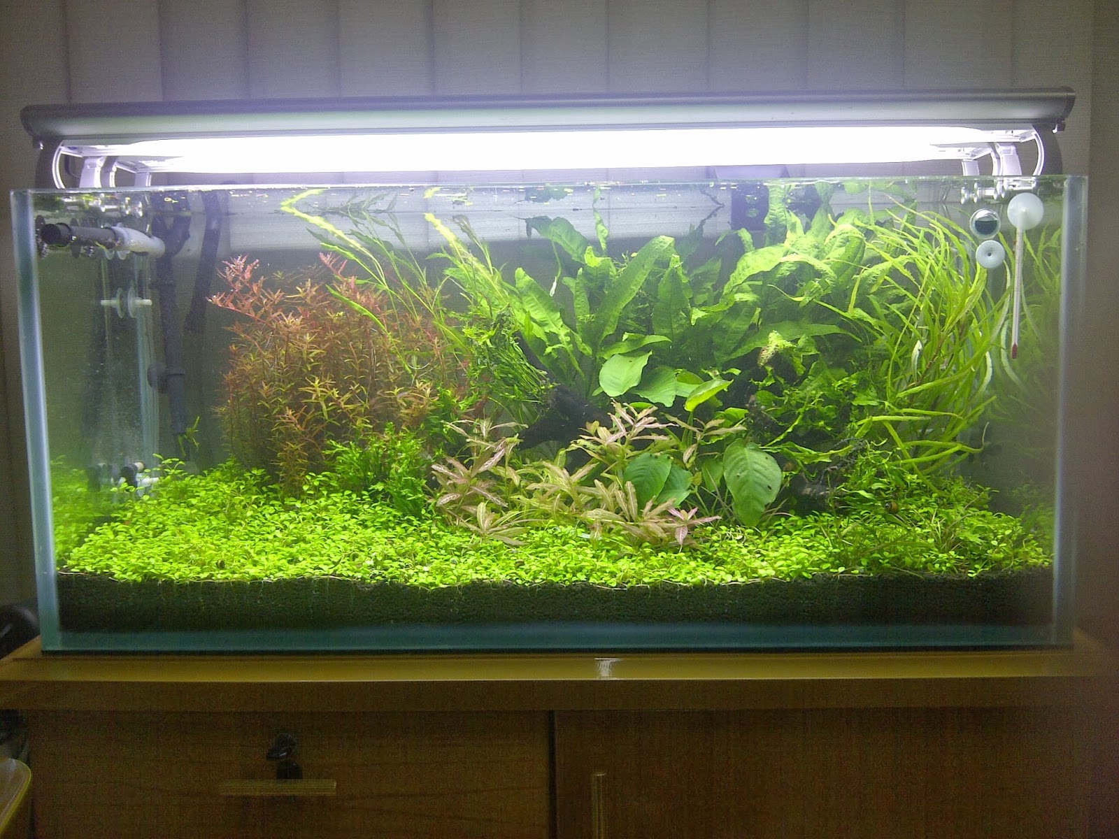 aquascape kecil greenbox aquascape aquascape kecil dutch style aquascape kecil greenbox aquascape aquascape kecil dutch style