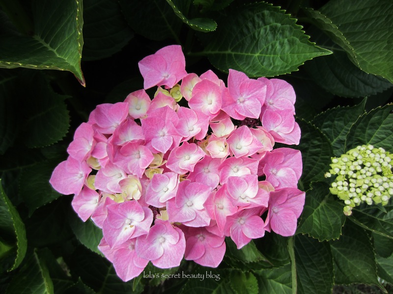 Echoes Of Eden Dayle King Searle Hydrangeas For Alkaline Soil