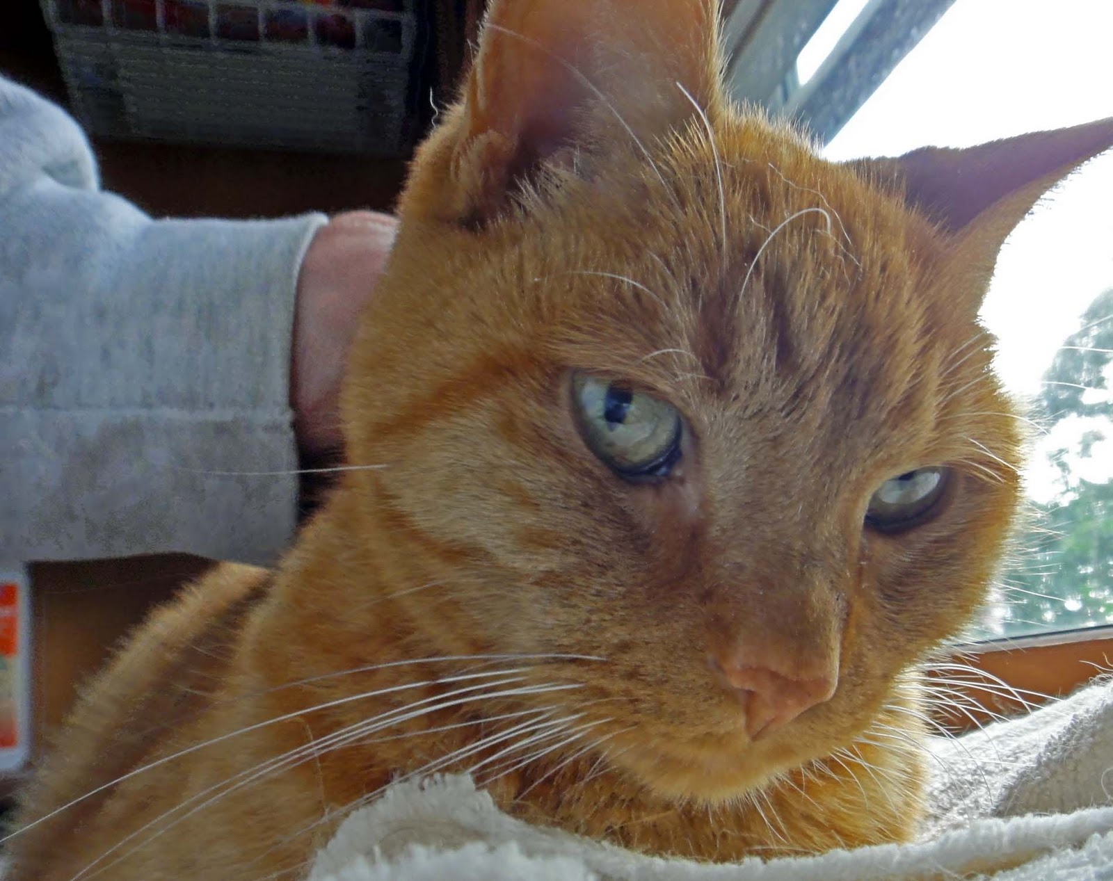 Cat Keeps Biting Scratchung Same Spot Cat Keeps Biting Scratchung Same Spot