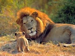 Animales tiernos 2015 - 2016 Animales tiernos 2015 - 2016