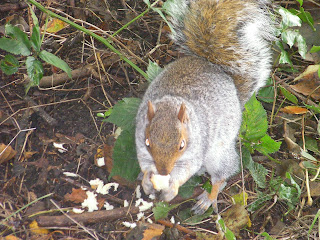 squirrels at baffins pond woodland