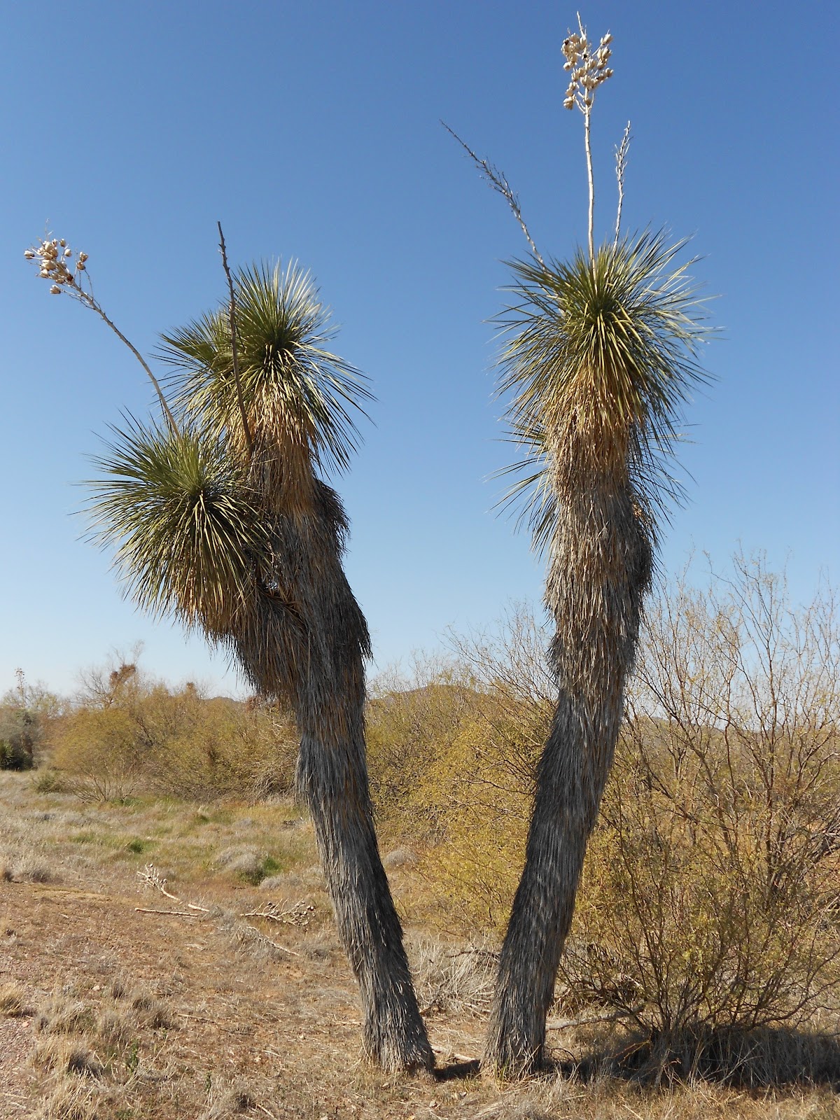 Yucca Tree Dying