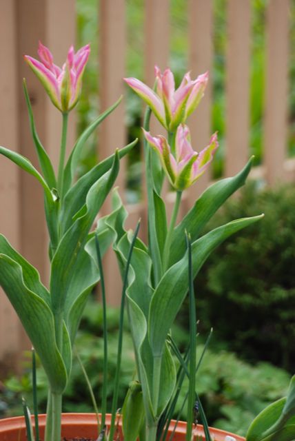 Tulip 'Virichic' in a pot on the back steps... maybe adding some dark pansies tomorrow? Tulip 'Virichic' in a pot on the back steps... maybe adding some dark pansies tomorrow?