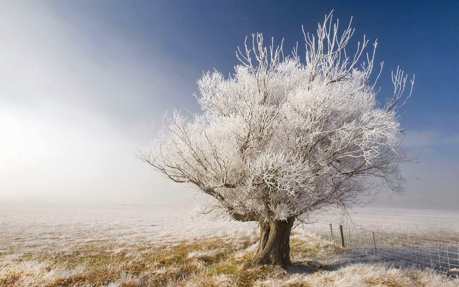 White Tree Wallpapers