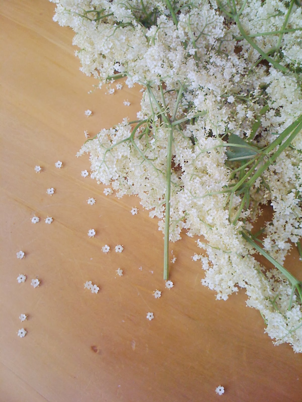 Alessandra Zecchini Elderberry Flower Fritters