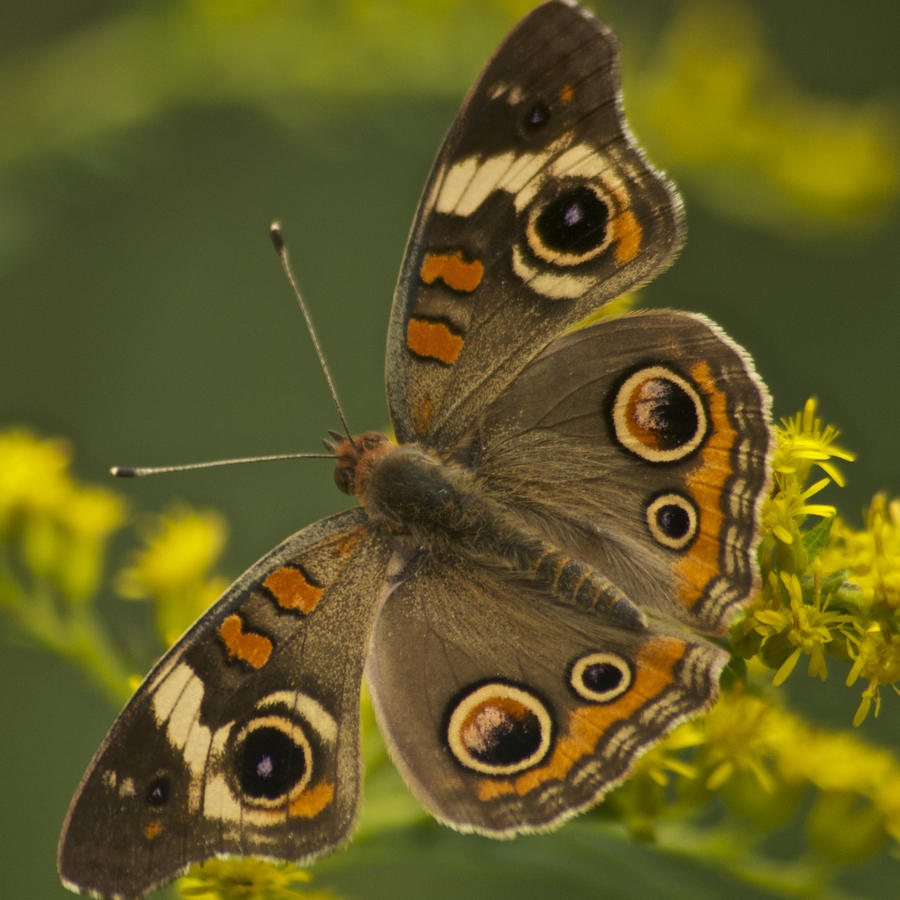 InfoJunction Blog Common Buckeye Butterfly