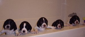 Reluctant Pups Get a Bath