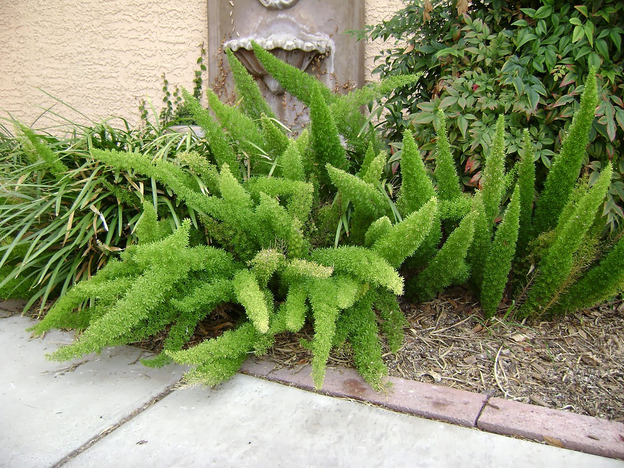 Aspargus Densiflorus Mazeppa