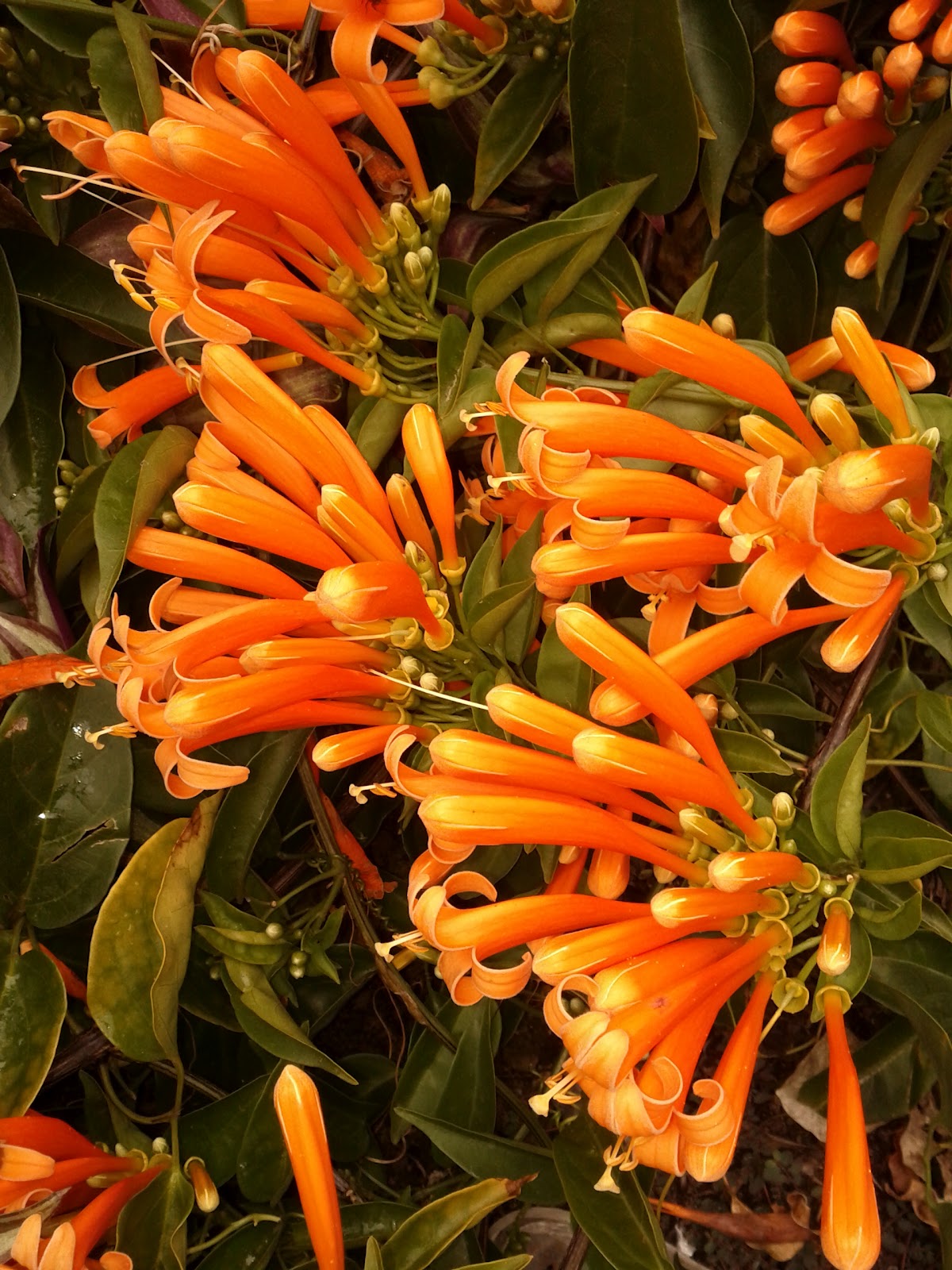 Growing Paradise: Mexican Flame Vine (Pyrostegia venusta)