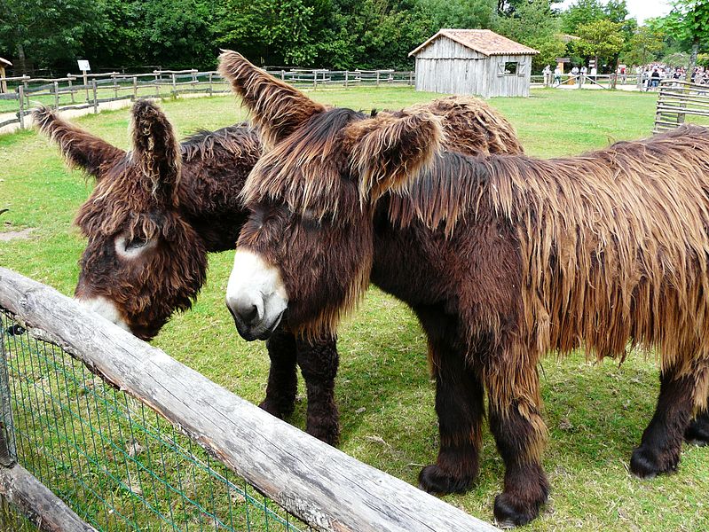 Poitou Donkey