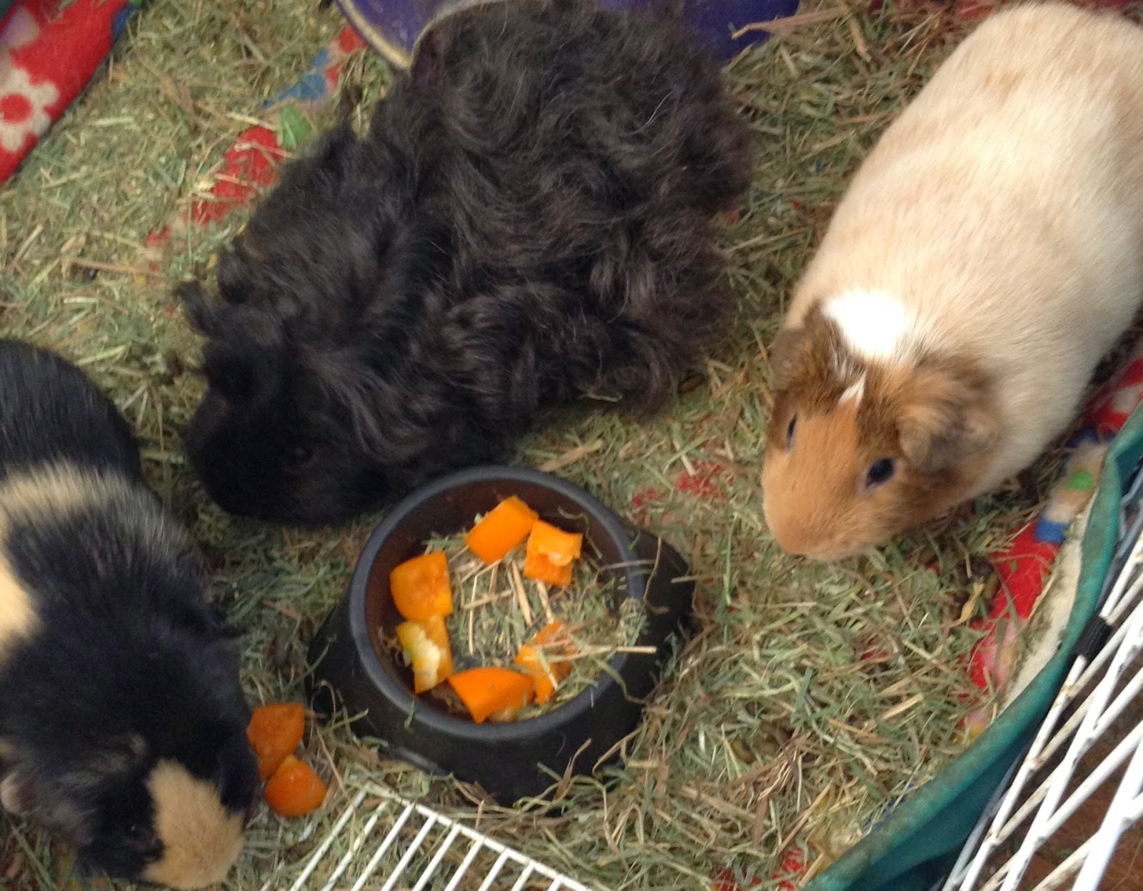 Cavy Savvy A Guinea Pig Blog Can Guinea Pigs Eat Orange Bell Peppers?
