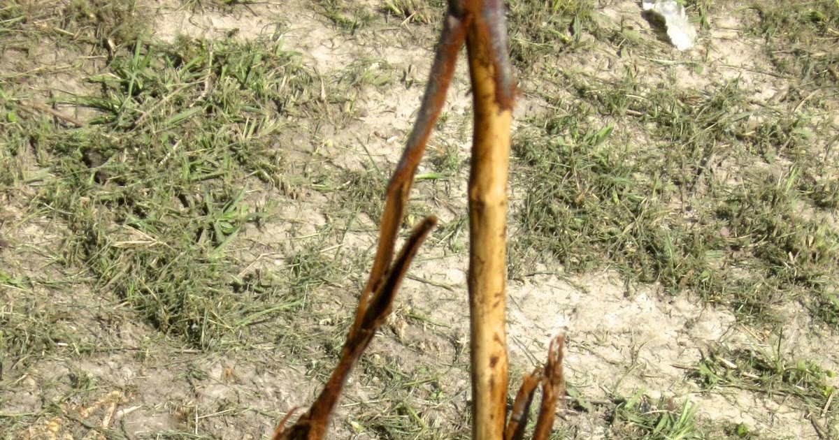 Two Men and a Little Farm SOMETHING IS EATING THE BARK ON THE FRUIT TREES