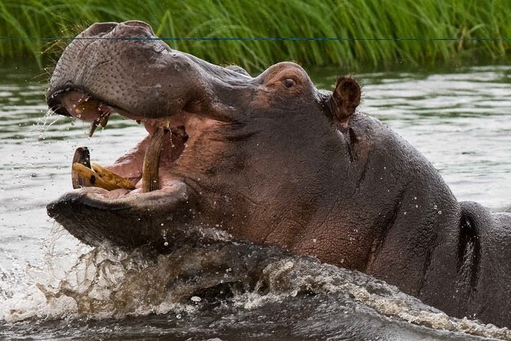 Precious Pics Photo Contest Winners: ANIMALS/CREATURES THAT LIVE IN OR