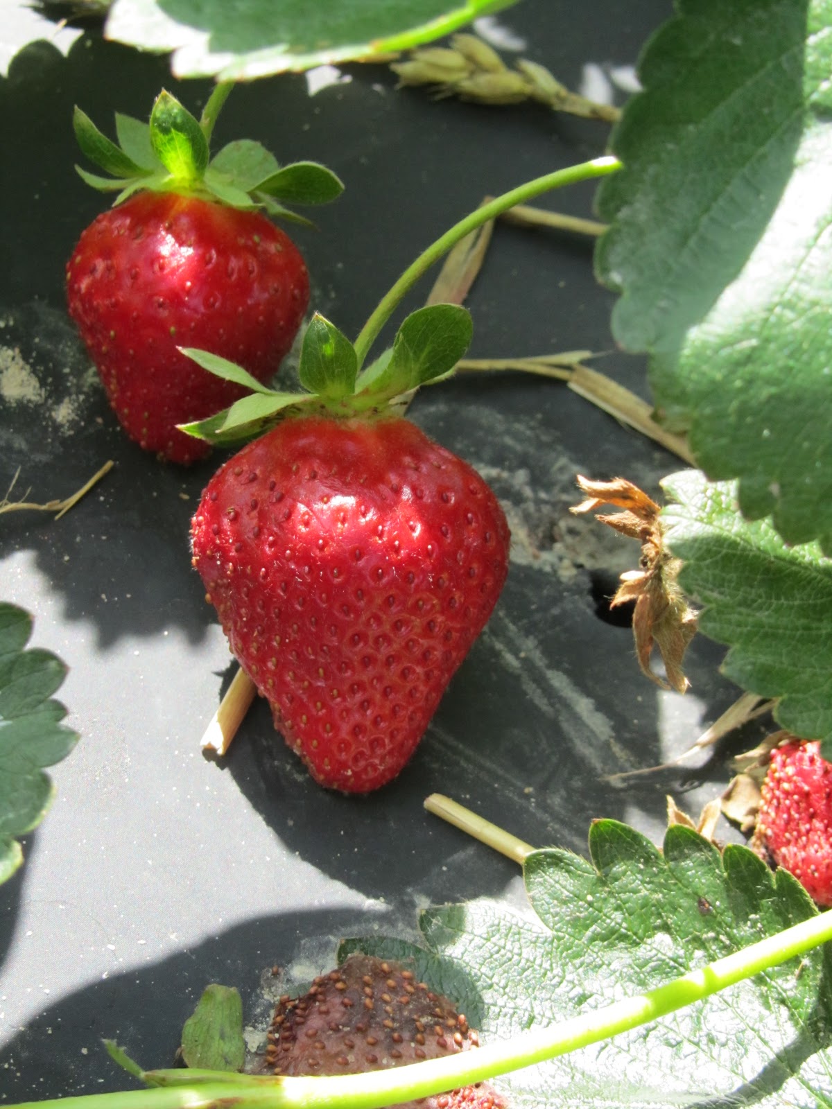 Wayward Girls' Crafts A Guide to Strawberry Picking
