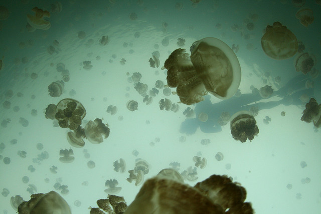 بالصوى بحيرة قناديل البحر .. هجرة الملايين من قناديل البحر الذهبية Jellyfish+lake+palau+26