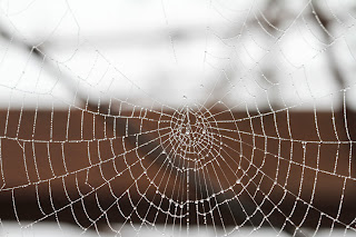 Spider web on a trellis with drops of water