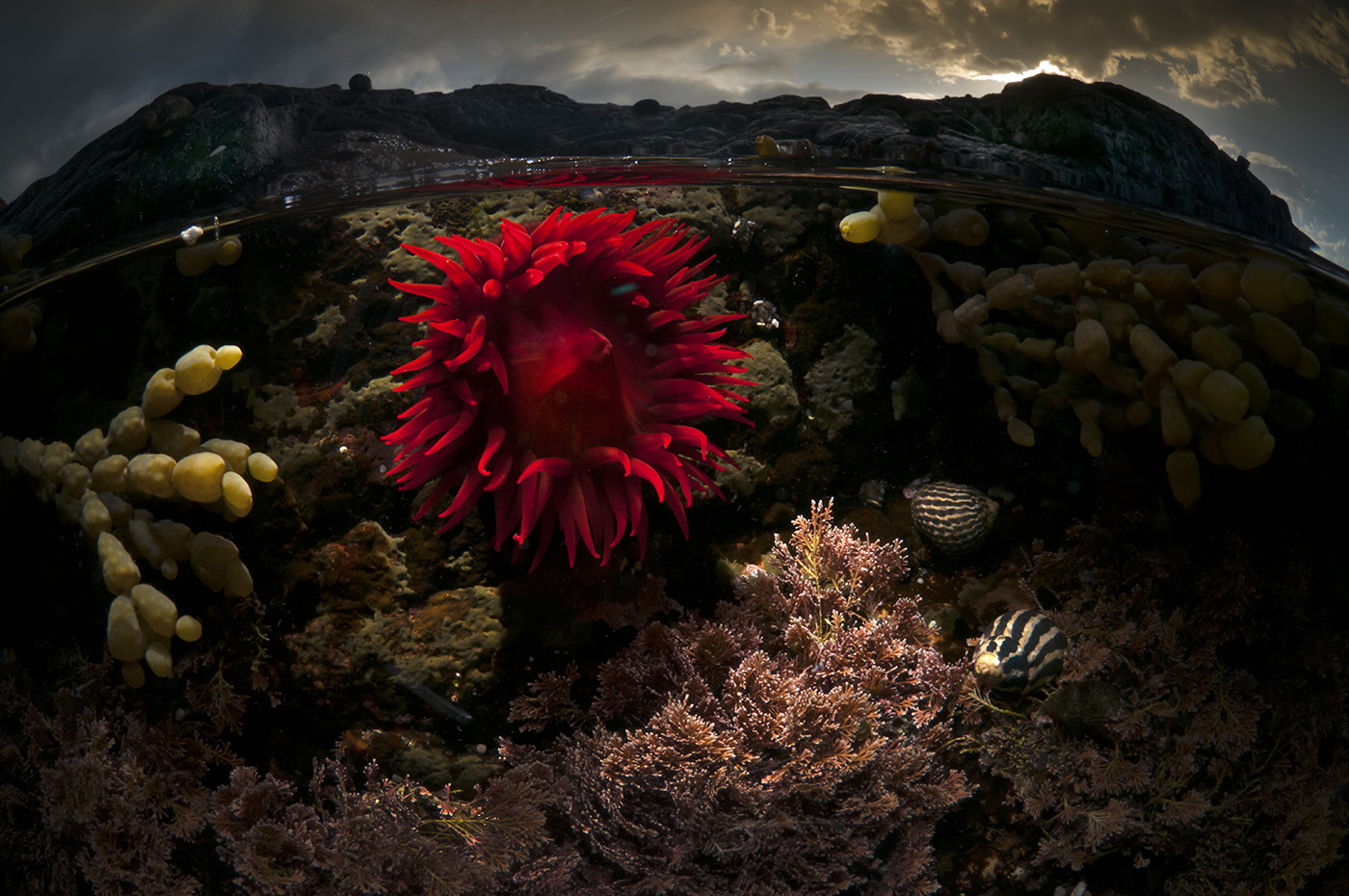 Ocean Rose Underwater photos, Underwater photography, Beautiful ocean