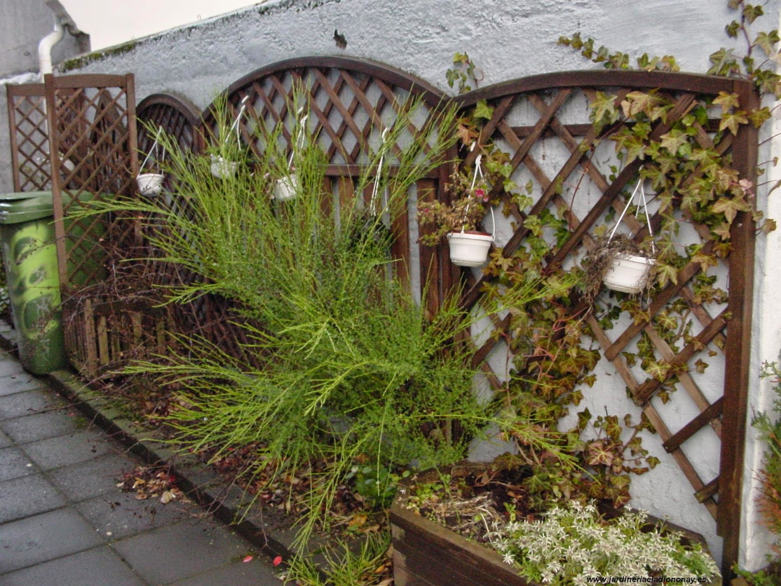 Jardineria Eladio Nonay: CELOSÍAS (Jardinería Eladio Nonay)