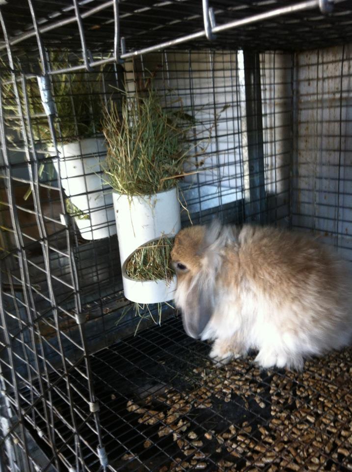 Honest Desires Farm Chew Resistant Rabbit Bowls... Um No