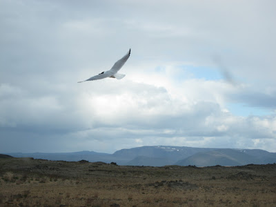 Flying bird, Iceland