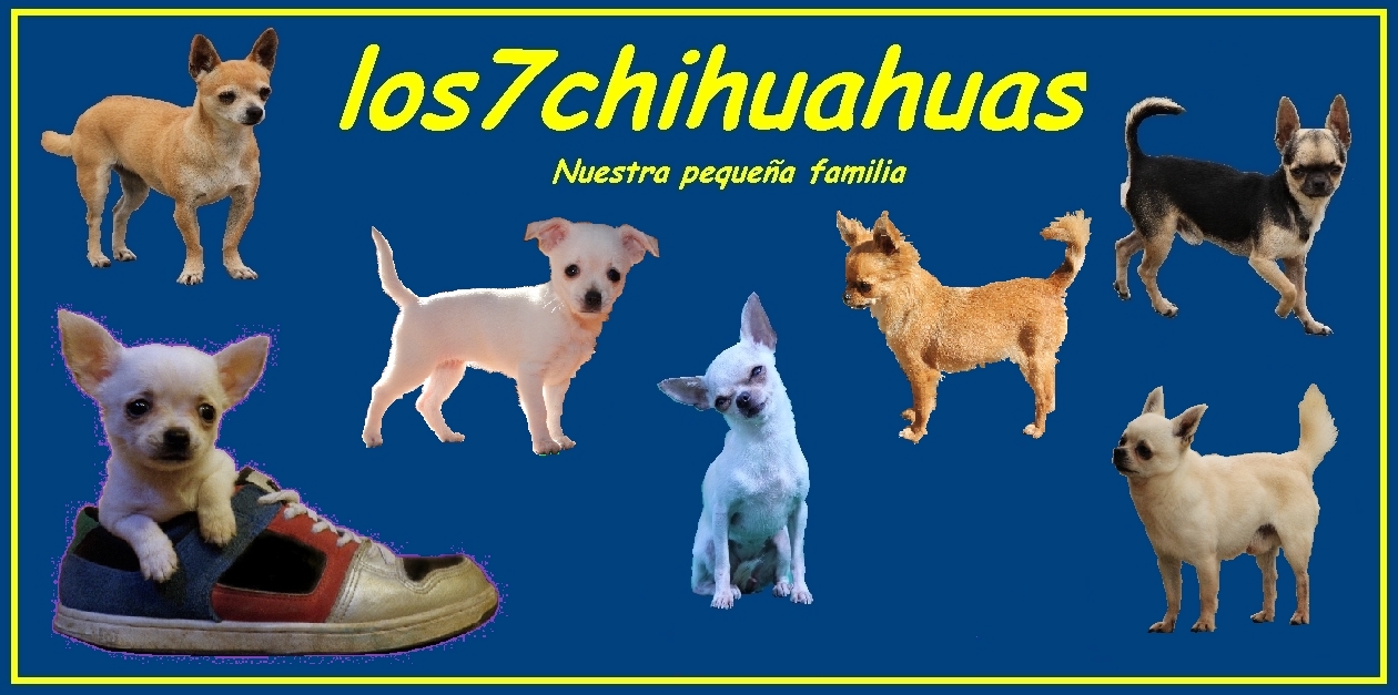 los7chihuahuas