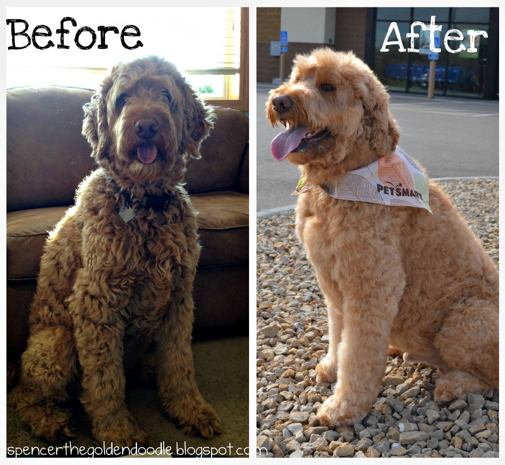 Goldendoodle Puppy Cut