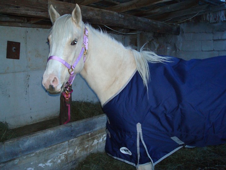 North Horse A Wet Blanket Winter Horse Care