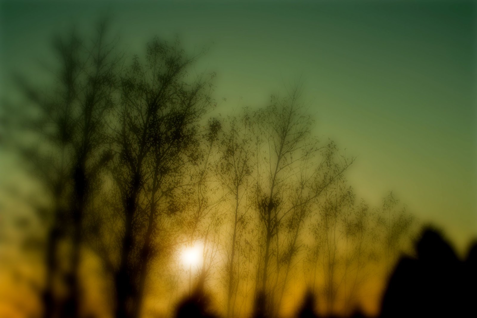 Blurry Trees Blurry Trees
