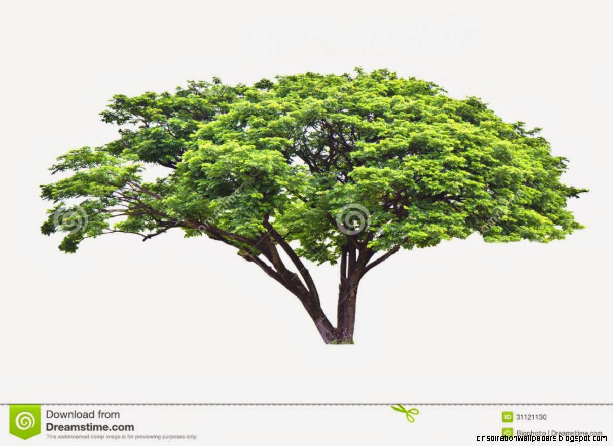 Rain Tree Samanea Saman Tropical Tree In The Northeast Of Tha Rain Tree Samanea Saman Tropical Tree In The Northeast Of Tha