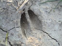 deer tracks track hunting reading signs hounds hear listen boys way woods