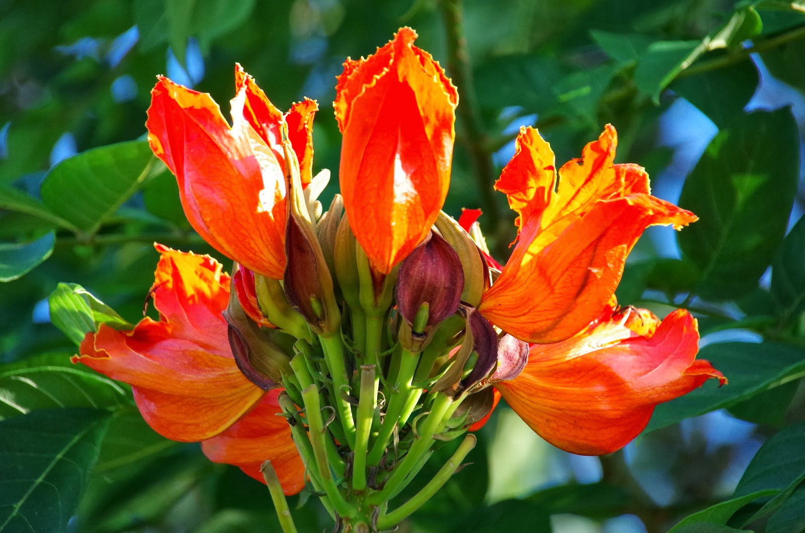 Trees and Plants African Tulip