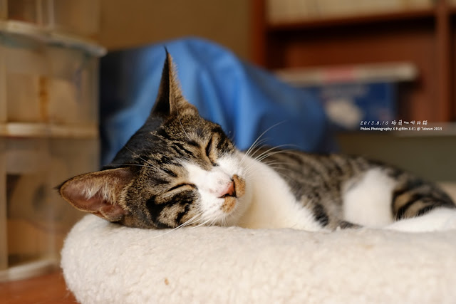 [台北] 極簡咖啡拍貓