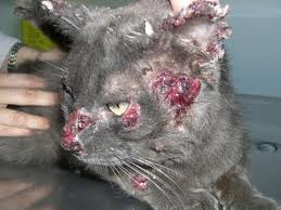 Heal A Cut At The Base Of A Dog S Tail Heal A Cut At The Base Of A Dog S Tail