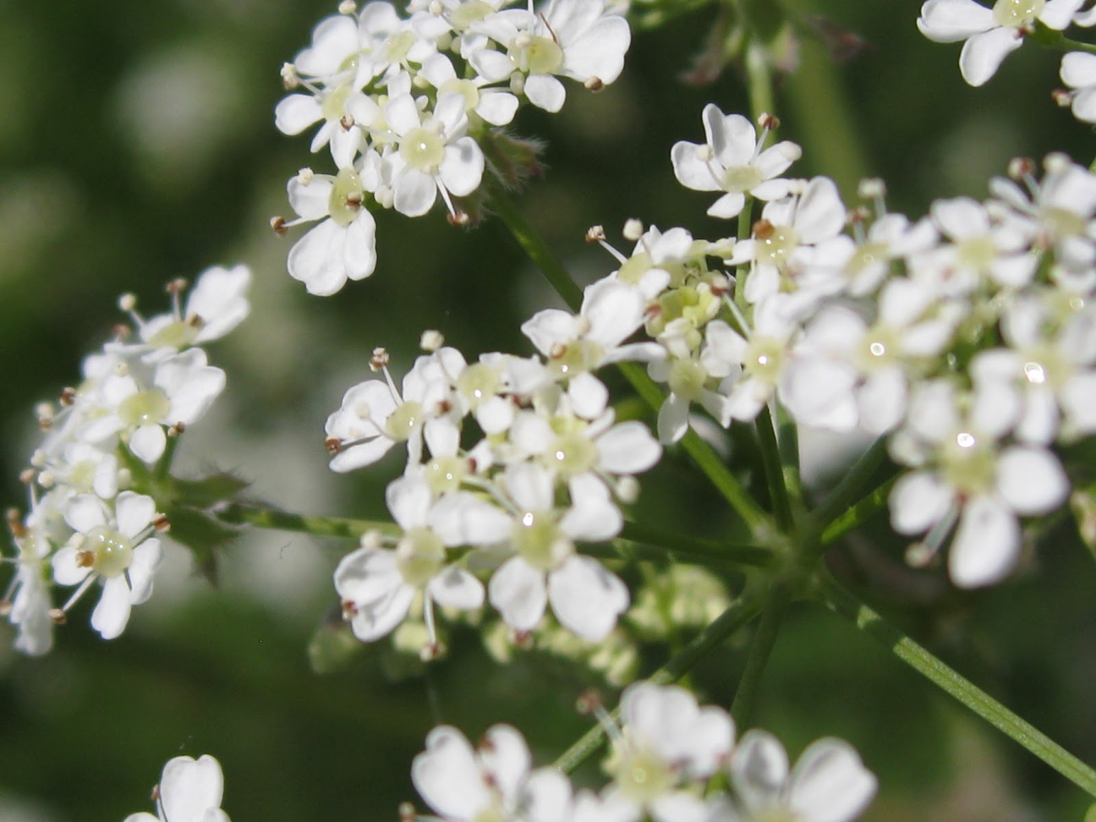 The Orchard Year Cow Parsley Anthriscus Sylvestris