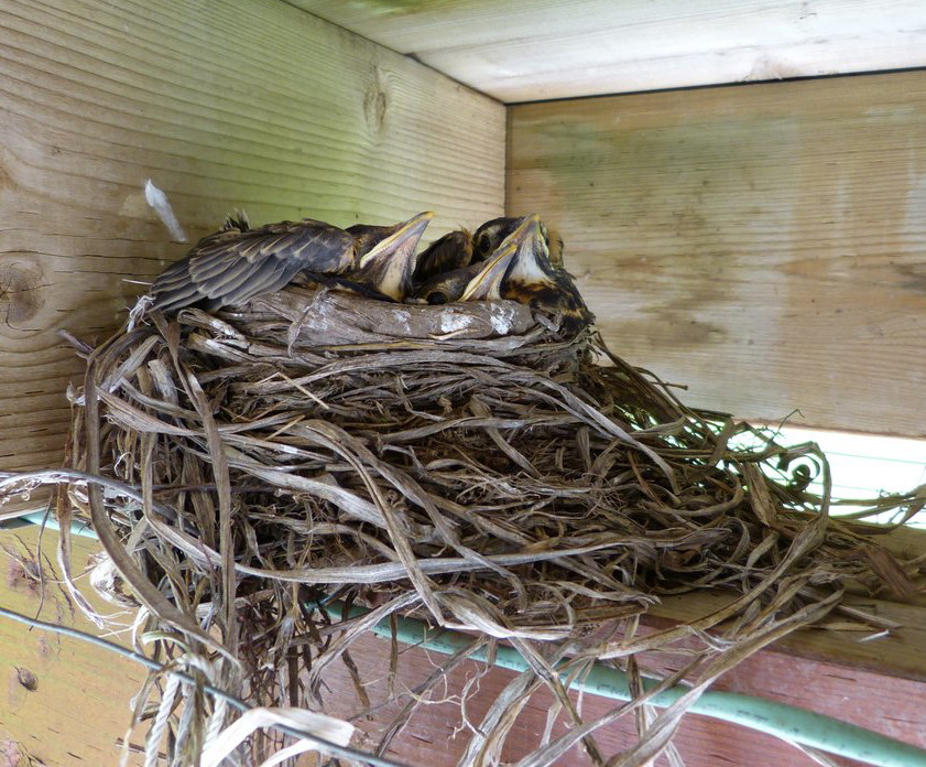 BARRY the BIRDER Robin's nest under a deck